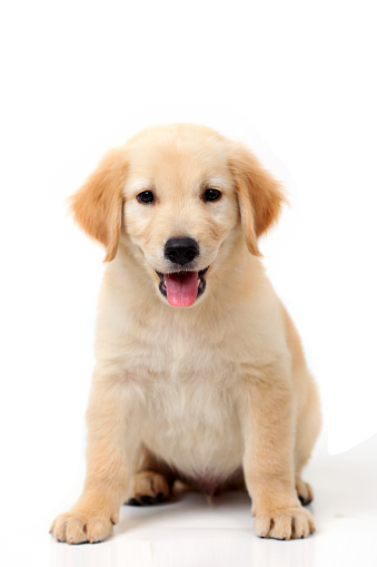 Adorable 5 months old Golden retriever pup, sitting facing front. Looking towards camera. Mouth open, tongue out. Isolated on a white background.