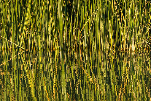 Reeds by the water, reflections of reeds in the water.
