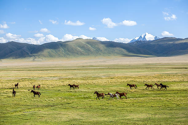 istock Group of horses in mountains 187747468