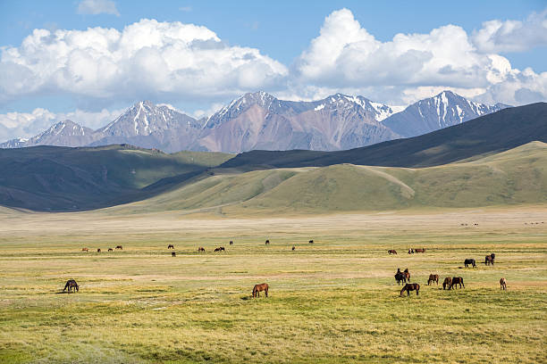 istock Group of horses pasturing in mountains 187747471
