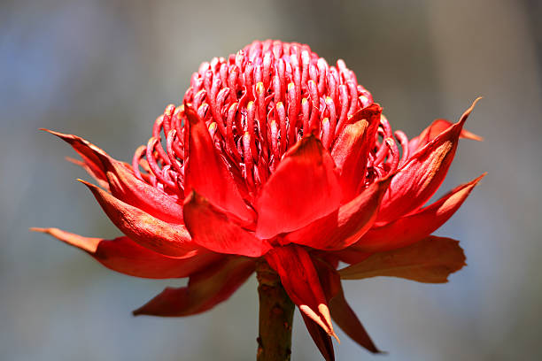 телопея waratah - single flower desert spring red стоковые фото и изображения