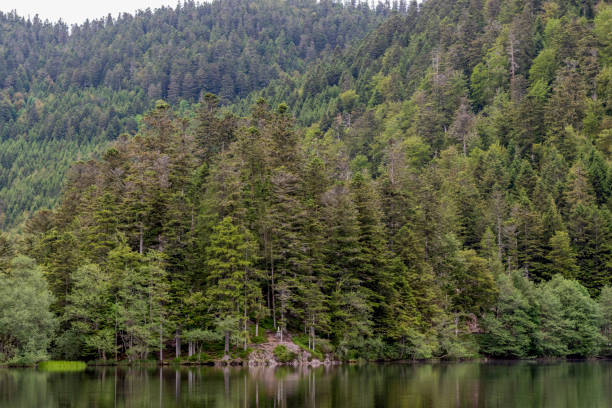 istock Lake and forest of Alsace 1877485247