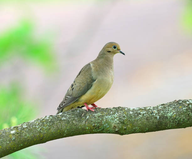 istock mourning dove standing on tree branch in spring season 1877492482