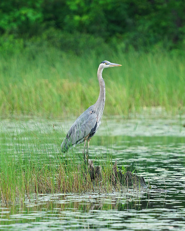 gray heron standing in the swamp