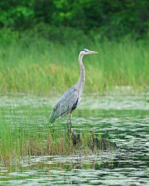 czapla siwa stojąca na bagnach - gray heron zdjęcia i obrazy z banku zdjęć