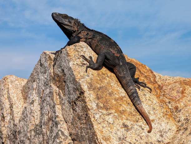 istock Black Iguana in Boca de Tomatlan, Mexico 1877528538