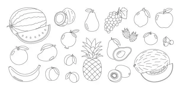 Vector illustration of Fruits and berries outline set. Natural tropical fruits coloring page. Organic, vegetarian food. Healthy nutrition. Coloring book for print. Vector illustration isolated on white background