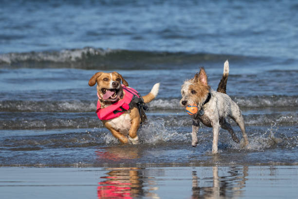 istock Two mixed breed dogs playing in the water at the beach 1877534677