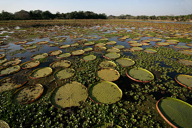 istock Giant Amazon water lily, Victoria amazonica 187755257