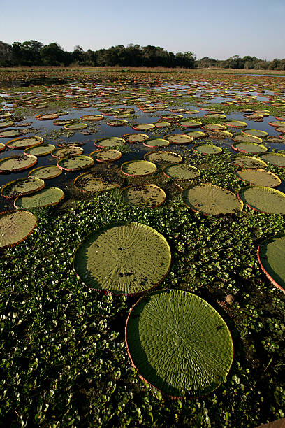 istock Giant Amazon water lily, Victoria amazonica 187755391