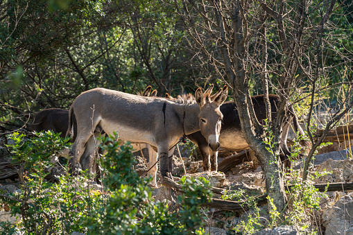 Three donkeys, front view in the shadow of pine tree. Dugi otok island, Dalmatia region, Croatia
