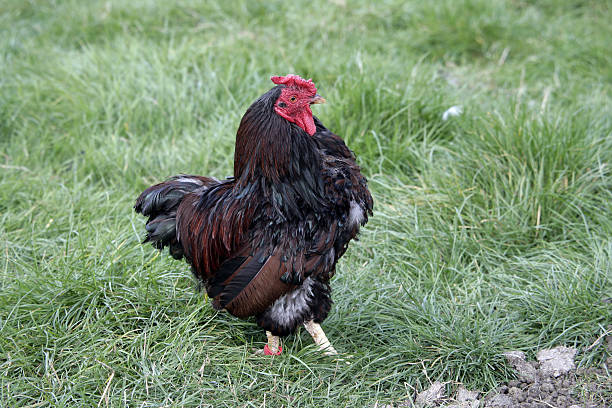 istock Gold laced wyandotte bantam 187755946