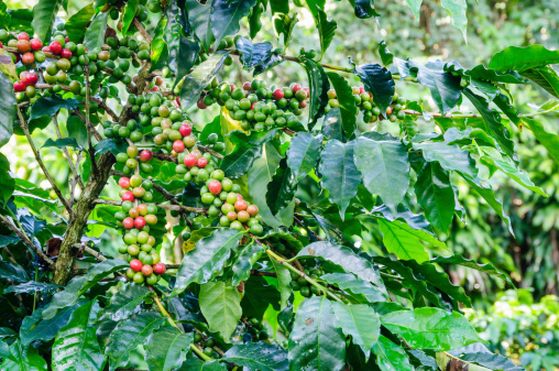 Coffee plant with beans starting to ripen. Coffee plantation in Costa Rica.