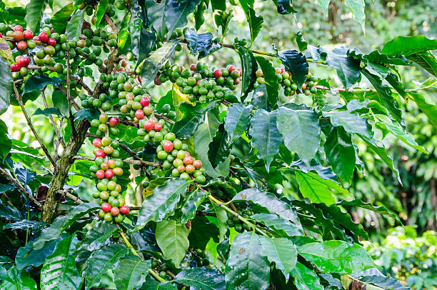 Coffee plant with beans starting to ripen stock photo