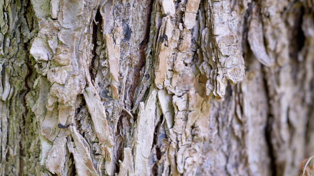 Close up, Brown Bark of an Old Dry Tree with Crawling Ants