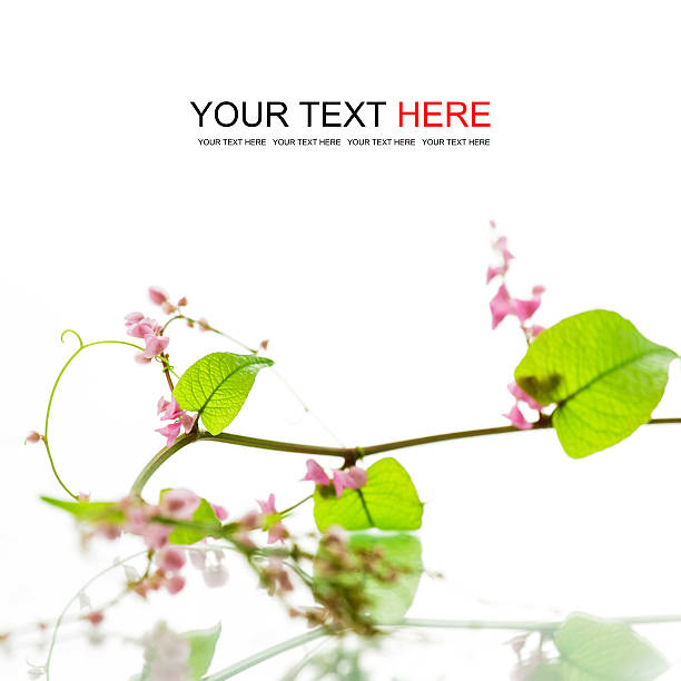 Green ivy with pink blossoms on white background