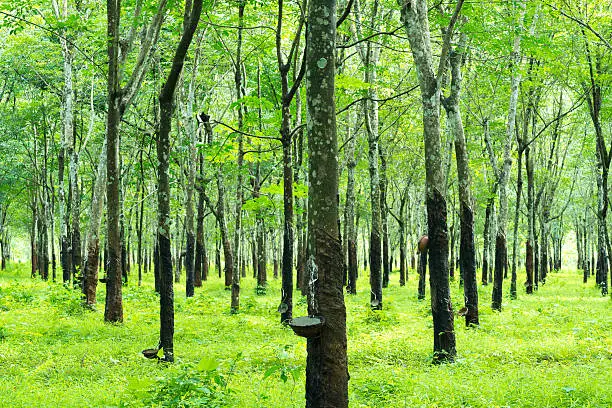 Photo of Green trees with narrow trunk in rubber plantation