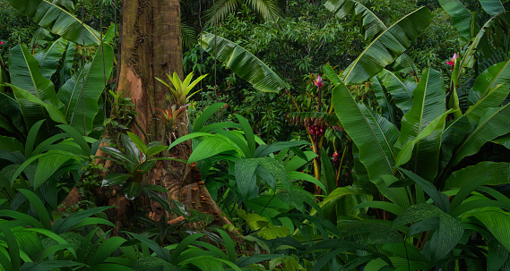 Rainforest with green leaves in Central America