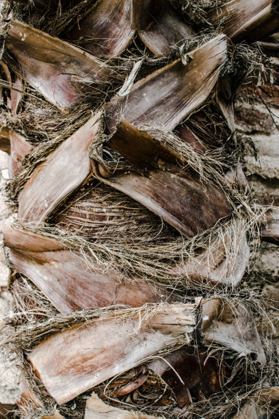 istock Palm tree trunk detailed background photo. Palm tree trunk texture. Cracked bark 1877616344