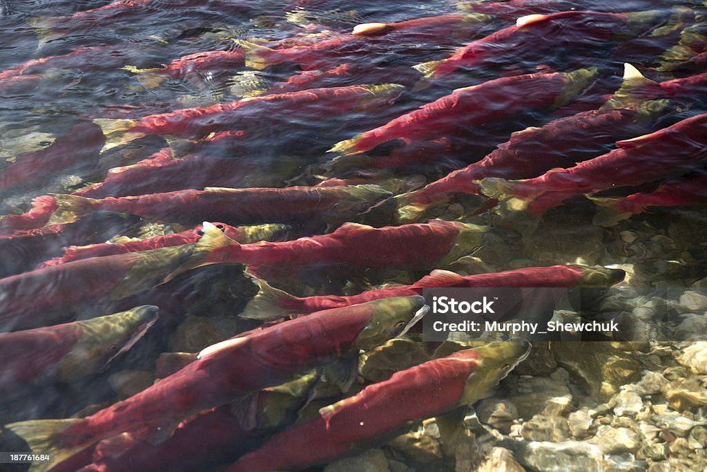 Salmone rosso nel Fiume Adams, British Columbia, Canada. - Foto stock royalty-free di Columbia Britannica