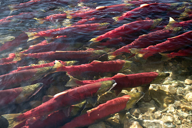 Sockeye Salmon in Adams River, British Columbia, Canada. stock photo