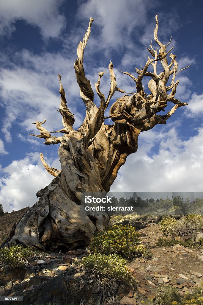 Pinheiro Bristlecone - Royalty-free Abstrato Foto de stock