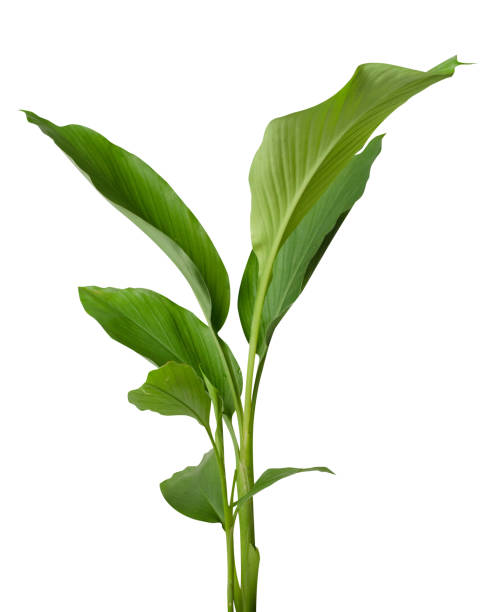 istock Turmeric, Curcuma longa, Curcuma or Curcuma domestica Valeton 1877652033