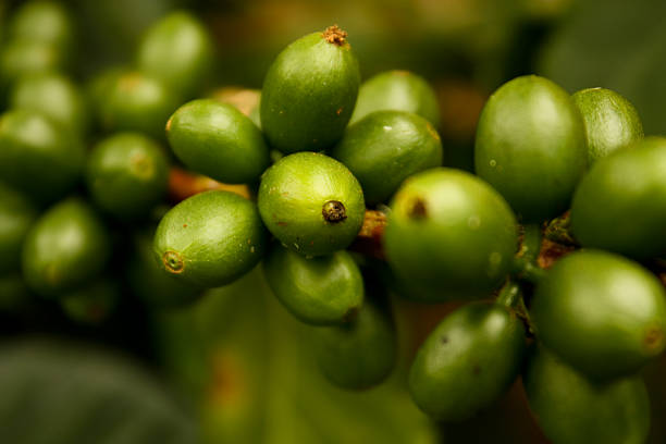 Coffee beans, maturing. Colombian plantations.