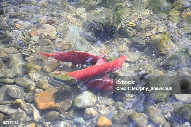Nerkaryba W Adams River Kolumbii Brytyjskiej Kanada - zdjęcia stockowe i więcej obrazów Adams River