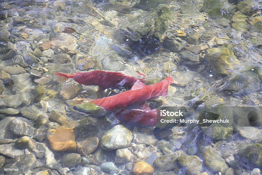 Salmão vermelho no Rio Adams, Colúmbia Britânica, Canadá. - Royalty-free Acasalamento Foto de stock