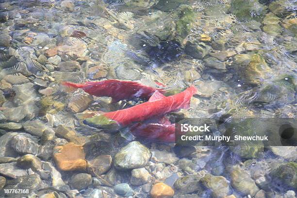 Foto de Salmão Vermelho No Rio Adams British Columbia No Canadá e mais fotos de stock de Acasalamento de animais