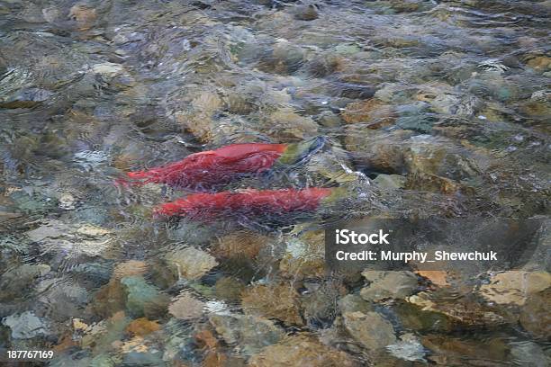 Nerkaryba W Adams River Kolumbii Brytyjskiej Kanada - zdjęcia stockowe i więcej obrazów Adams River