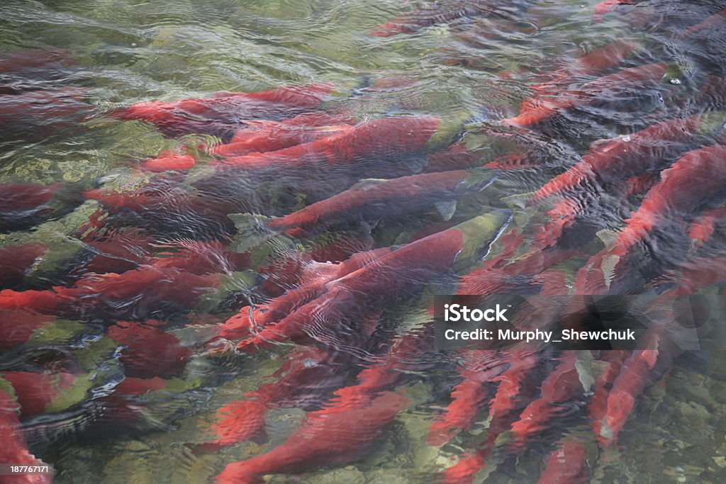 Salmón rojo en río Adams, Columbia Británica, Canadá. - Foto de stock de Aire libre libre de derechos