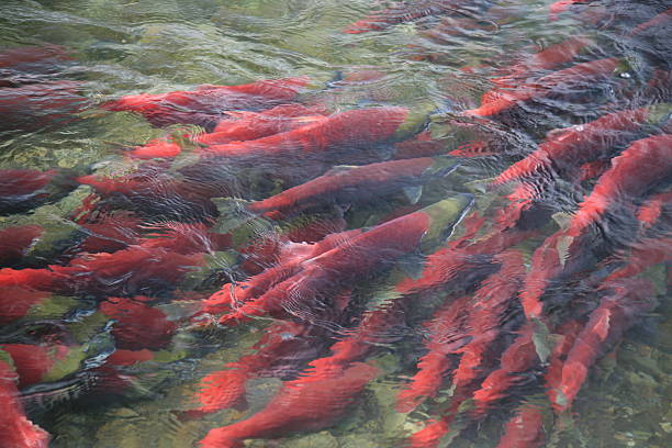 istock Sockeye Salmon in Adams River, British Columbia, Canada. 187767171