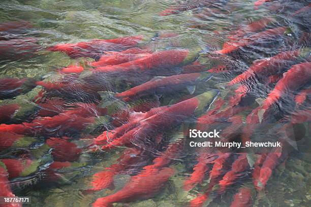 Foto de Salmão Vermelho No Rio Adams British Columbia No Canadá e mais fotos de stock de Acasalamento de animais