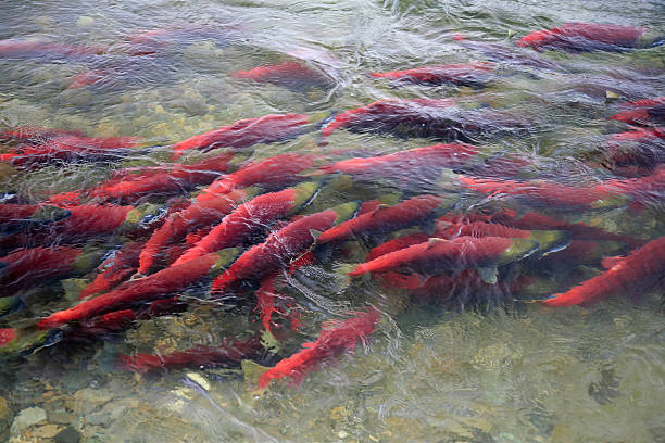 istock Sockeye Salmon in Adams River, British Columbia, Canada. 187767172