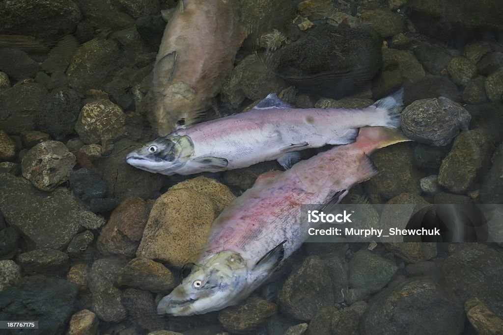 Dead salmón rojo en río Adams, Columbia Británica, Canadá. - Foto de stock de Aire libre libre de derechos