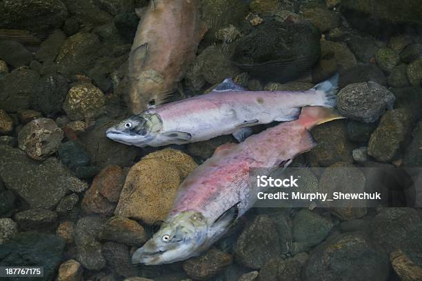 Dead Salmón Rojo En Río Adams Columbia Británica Canadá Foto de stock y más banco de imágenes de Aire libre