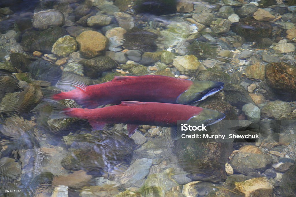 Sockeye Salmon in Adams River, British Columbia, Canada. As many as a million Sockeye Salmon spawn in the Adams River, near Chase, BC, Canada during October of the peak years on a 2010-2014-2018 cycle. Adams River Stock Photo