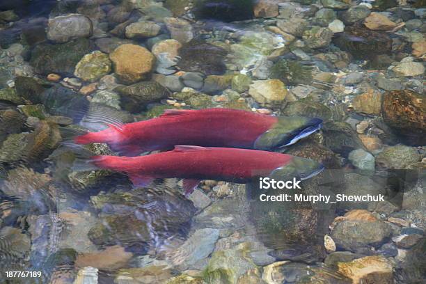 Sockeye Salmon In Adams River British Columbia Canada Stock Photo - Download Image Now