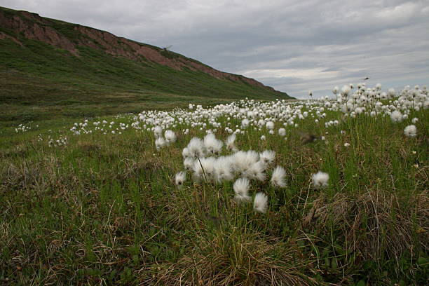 Field of Cotton Grass at Bathurst Inlet, Nunavut. stock photo