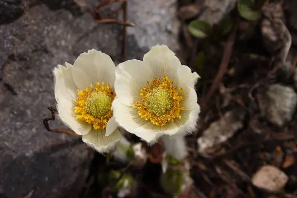 The Western Anemone (Anemone occidentalis), a.k.a. Western Pasqueflower or Towhead Baby, grows in the mountain meadows of northwestern North America.