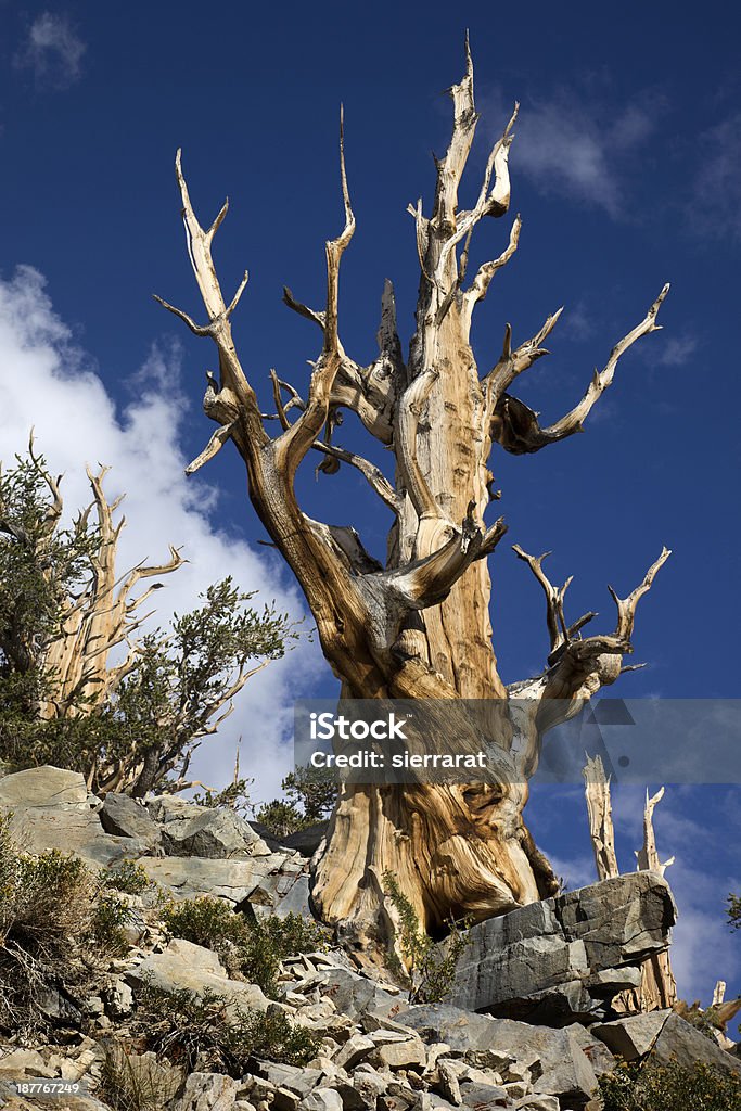 Bristlecone Pine - Lizenzfrei Abenddämmerung Stock-Foto