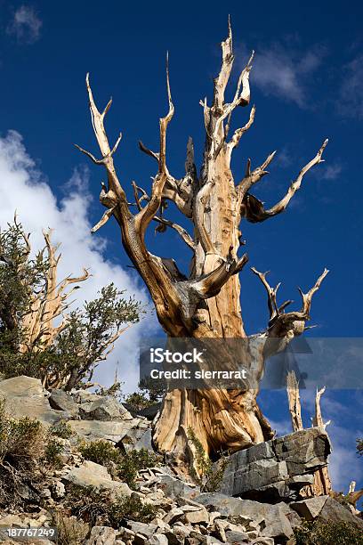 Bristlecone Pine Stockfoto und mehr Bilder von Abenddämmerung - Abenddämmerung, Abgestorbene Pflanze, Abstrakt