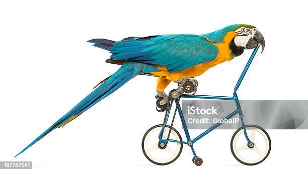 Side View Of A Blueandyellow Macaw Ara Ararauna Stock Photo - Download Image Now - Bicycle, Cycling, Humor