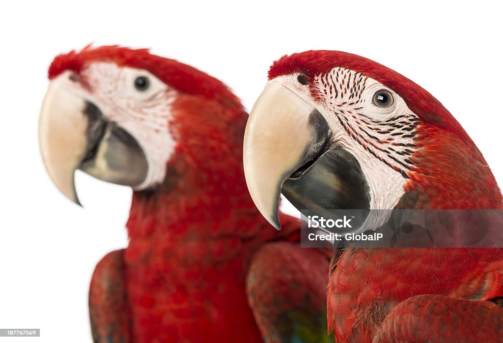 Primer plano de dos de alas verdes Macaws, 1 año de edad - Foto de stock de Animal libre de derechos