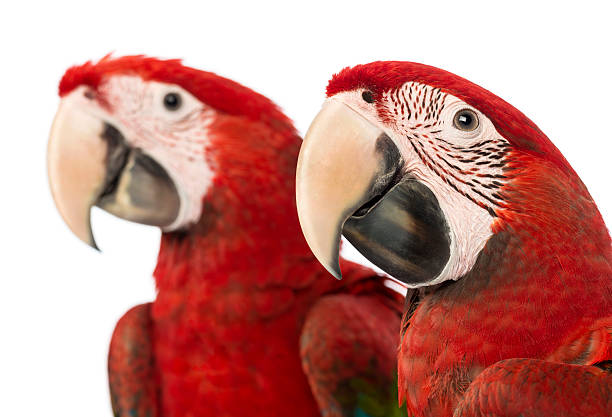 istock Close-up of two Green-winged Macaws, 1 year old 187767569