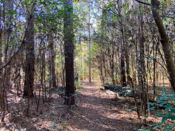 istock Santee State Park, South Carolina 1877676910