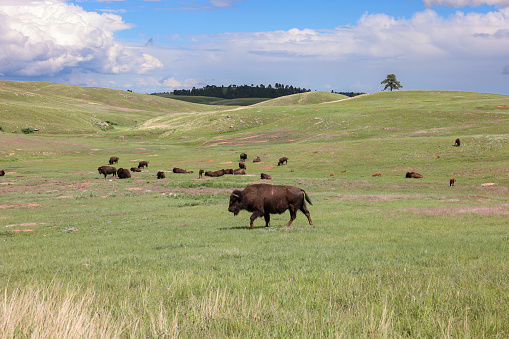Wild bisons grazing on the prairie in Wind Cave National Park, Hot Springs, South Dakota
