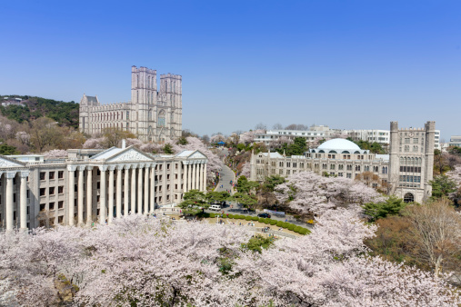 Kyung Hee University is a one of the most famous university in Korea. It is comprehensive and private. There are very beautiful cherry blossoms in the campus during spring season.
